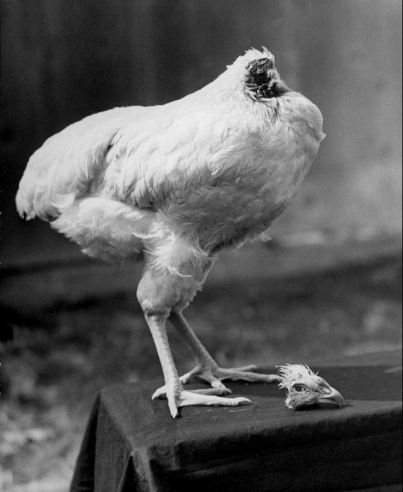 Gallo sin cabeza Mike