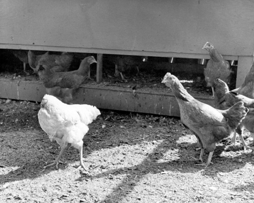Gallo sin cabeza Mike