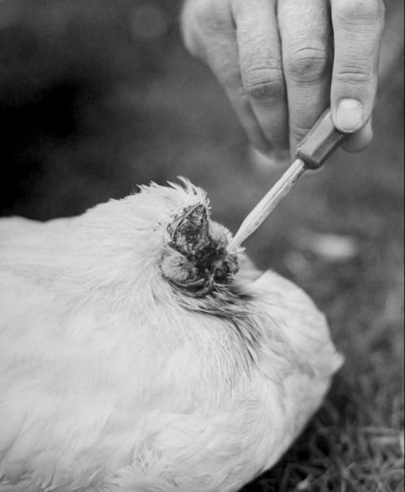 Gallo sin cabeza Mike