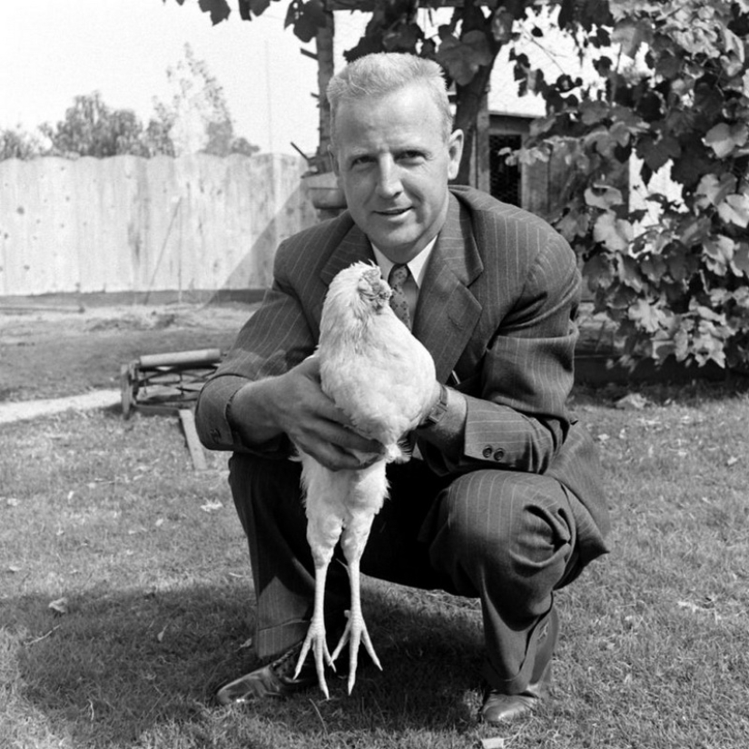 Gallo sin cabeza Mike
