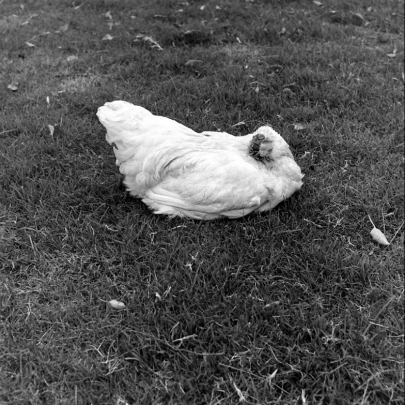 Gallo sin cabeza Mike