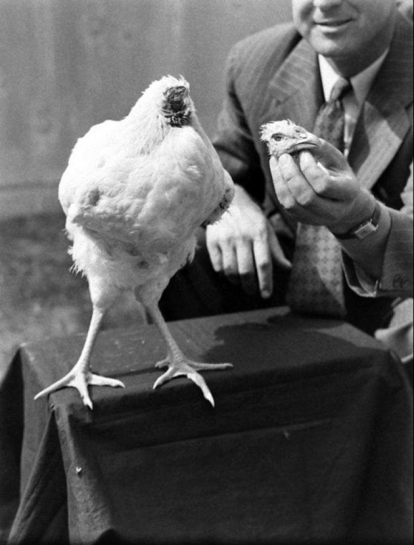 Gallo sin cabeza Mike