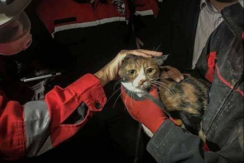“Gatos con trabajo”: 10 gatos trabajadores que merecen un día libre