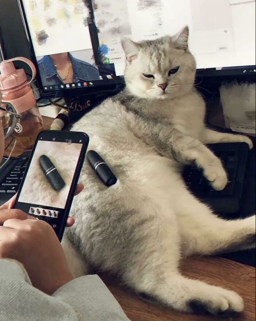 “Gatos con trabajo”: 10 gatos trabajadores que merecen un día libre