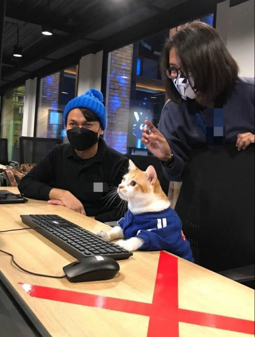 “Gatos con trabajo”: 10 gatos trabajadores que merecen un día libre