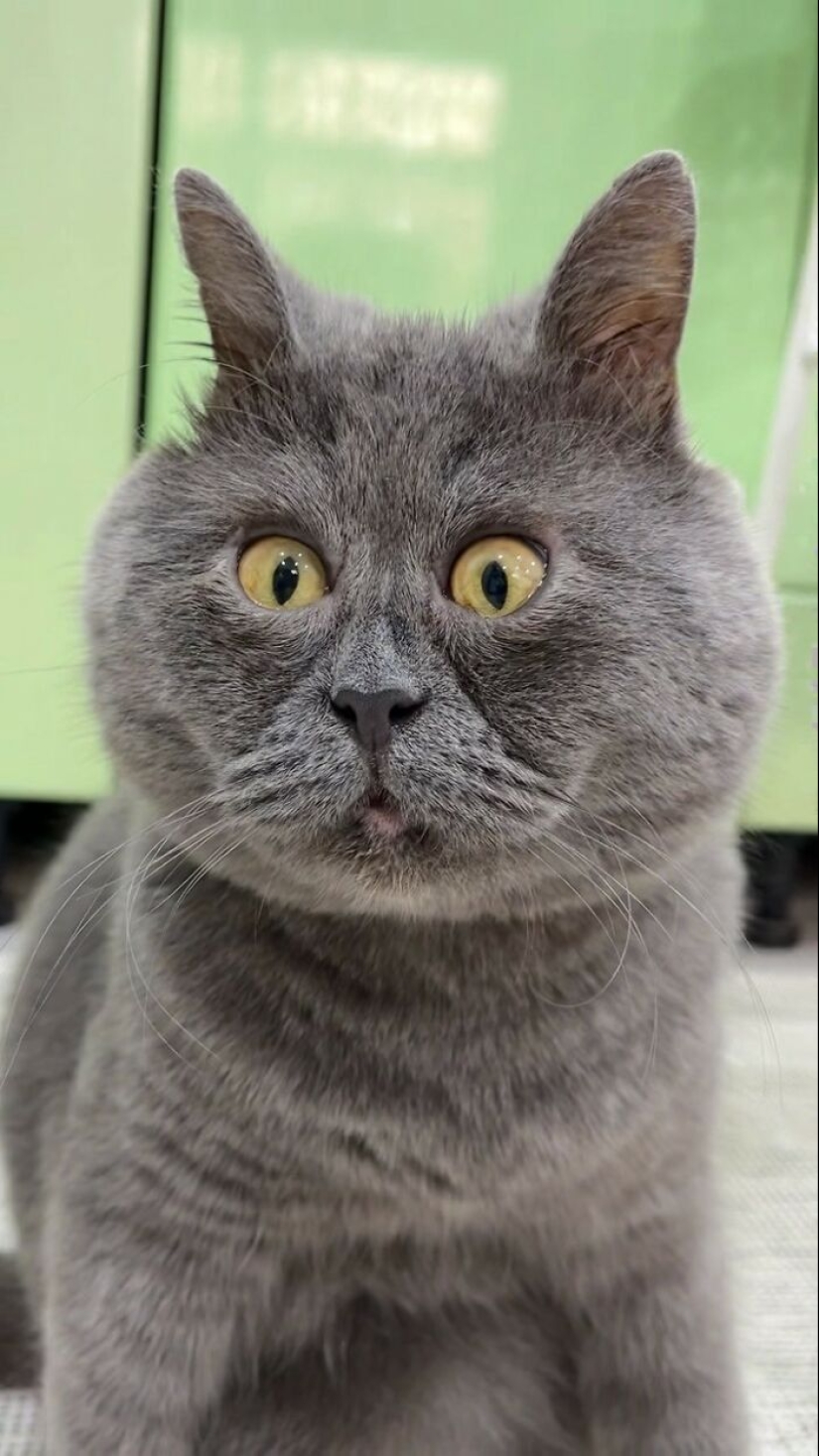 Goofy-Looking Cat Continues To Steal People’s Hearts Online And Also Help 10 Sheltered Animals Goofy-Looking Cat Continues To Steal People’s Hearts Online And Also Help 10 Sheltered Animals