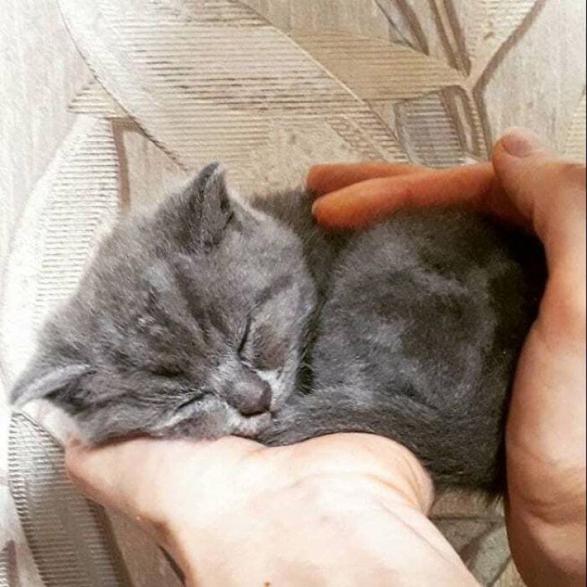 Goofy-Looking Cat Continues To Steal People’s Hearts Online And Also Help 10 Sheltered Animals Goofy-Looking Cat Continues To Steal People’s Hearts Online And Also Help 10 Sheltered Animals