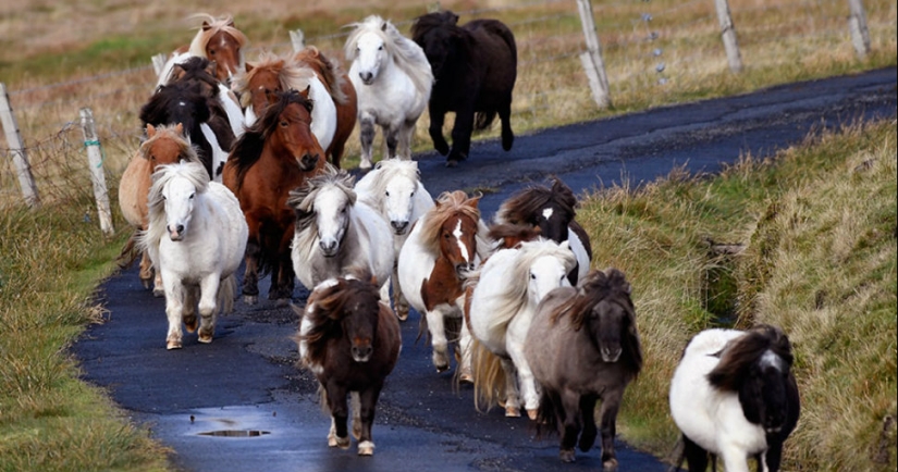 Hay más ponis en esta fabulosa isla que personas