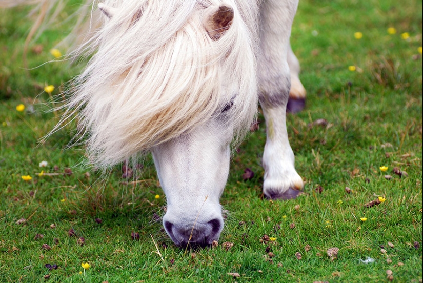 Hay más ponis en esta fabulosa isla que personas