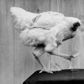 Headless Rooster Mike Headless Rooster Mike