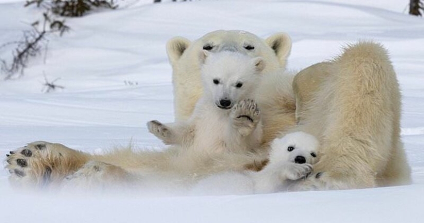 Hello, bears! The photographer was lucky to capture some stunning images of the white bear with cubs