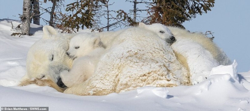Hello, bears! The photographer was lucky to capture some stunning images of the white bear with cubs