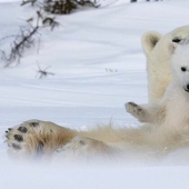 Hello, bears! The photographer was lucky to capture some stunning images of the white bear with cubs Hello, bears! The photographer was lucky to capture some stunning images of the white bear with cubs