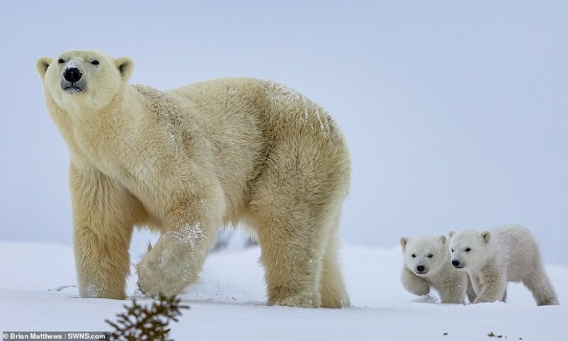 Hello, bears! The photographer was lucky to capture some stunning images of the white bear with cubs