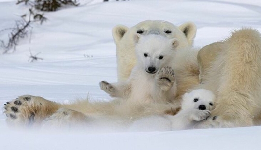 Hello, bears! The photographer was lucky to capture some stunning images of the white bear with cubs