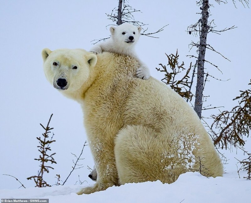 Hello, bears! The photographer was lucky to capture some stunning images of the white bear with cubs