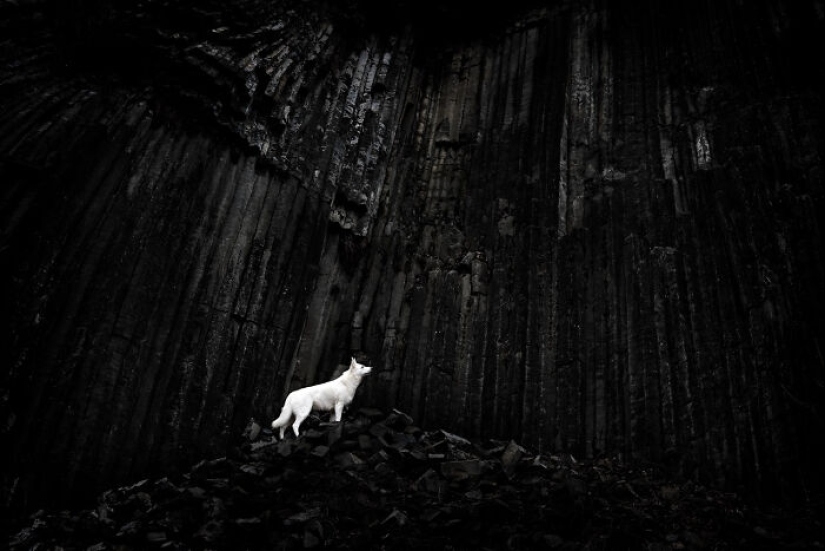 Here Are The Best 19 Pics Of 2024, As Shared By Dog Photography Awards