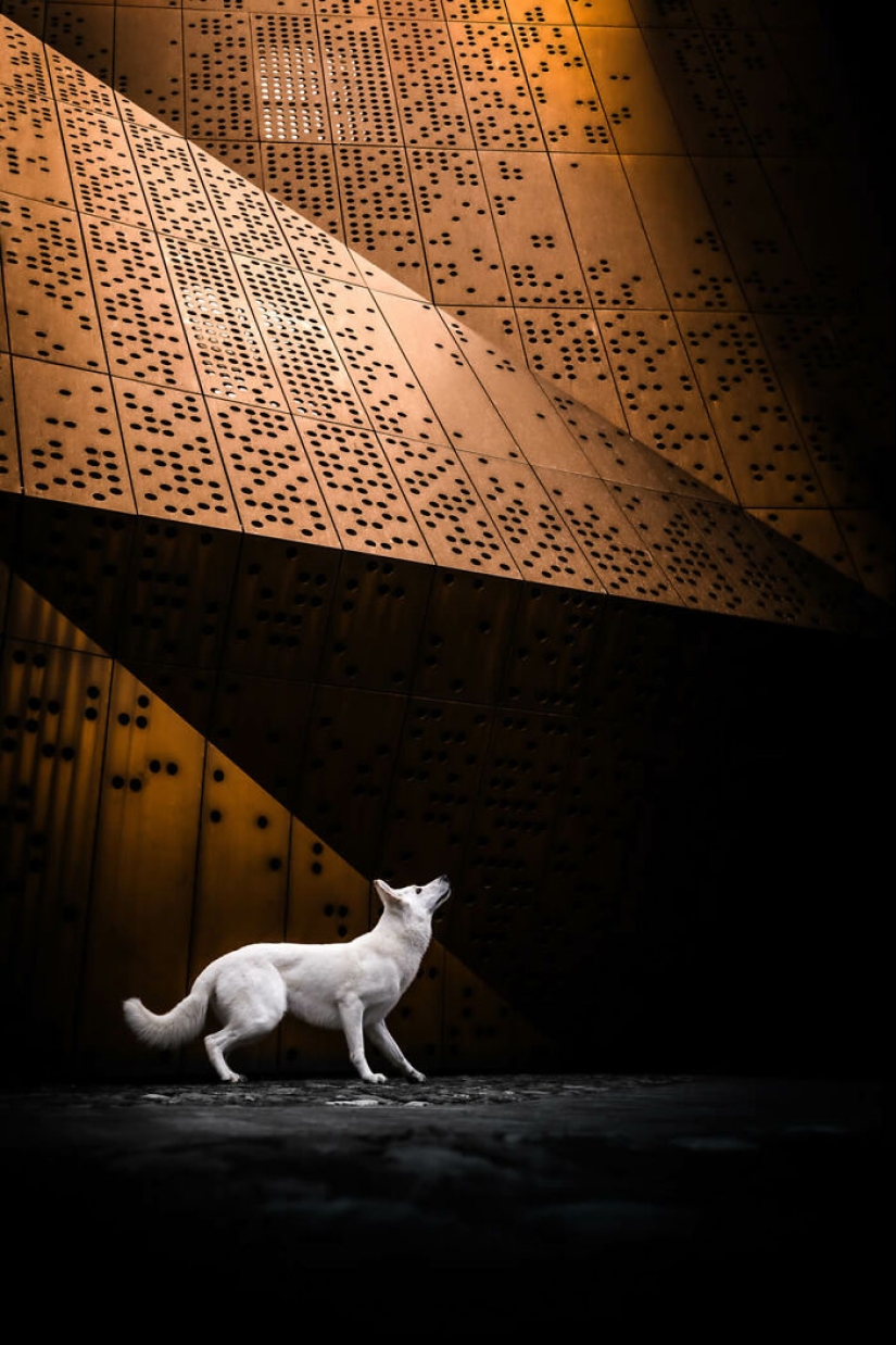 Here Are The Best 19 Pics Of 2024, As Shared By Dog Photography Awards