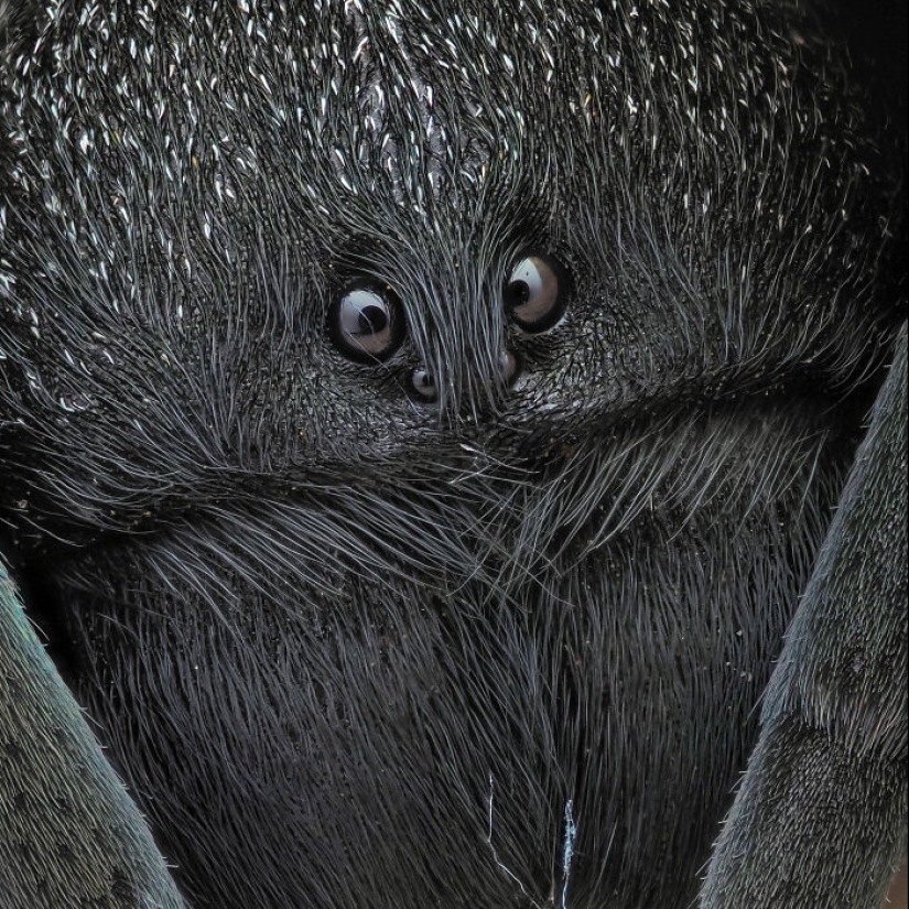 Here Are The Winners Of The Close-Up Photographer Of The Year Awards Here Are The Winners Of The Close-Up Photographer Of The Year Awards