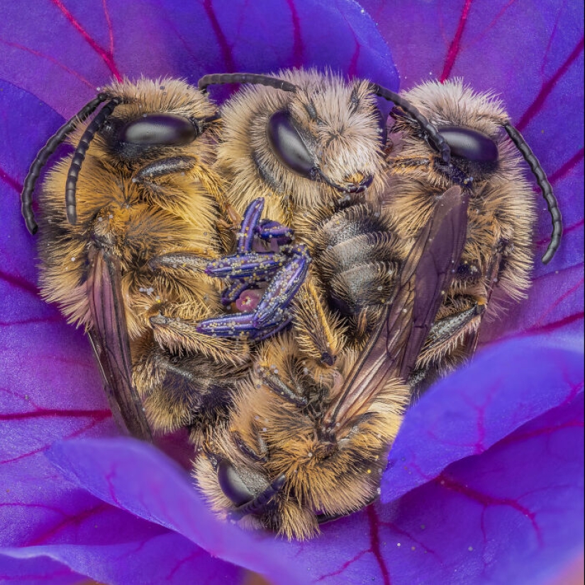 Here Are The Winners Of The Close-Up Photographer Of The Year Awards Here Are The Winners Of The Close-Up Photographer Of The Year Awards