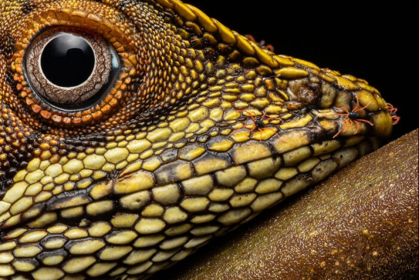 Here Are The Winners Of The Close-Up Photographer Of The Year Awards Here Are The Winners Of The Close-Up Photographer Of The Year Awards