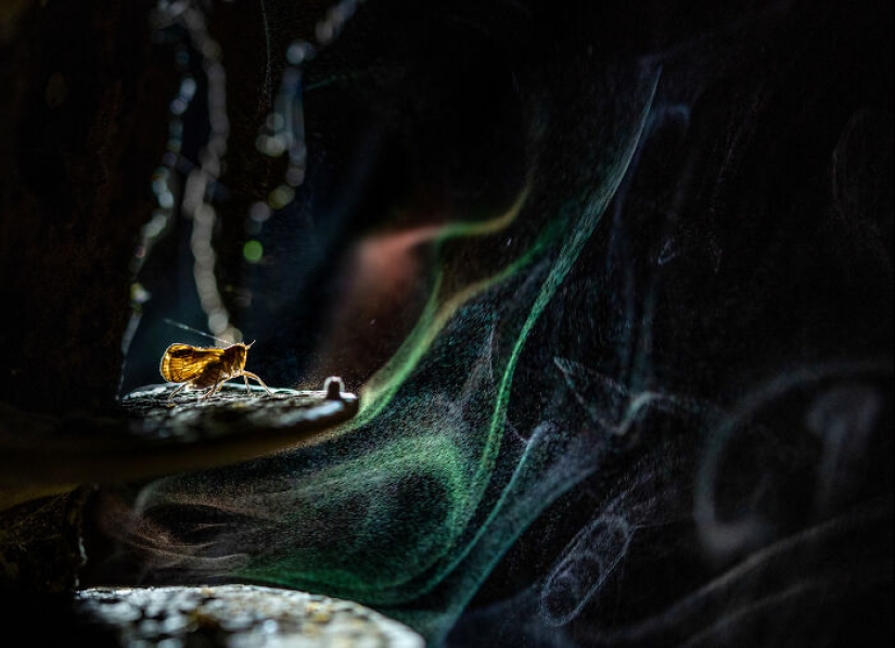 Here Are The Winners Of The Close-Up Photographer Of The Year Awards Here Are The Winners Of The Close-Up Photographer Of The Year Awards