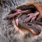 Here Are The Winners Of The Close-Up Photographer Of The Year Awards Here Are The Winners Of The Close-Up Photographer Of The Year Awards
