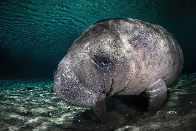 Here Are The Winners Of The Close-Up Photographer Of The Year Awards Here Are The Winners Of The Close-Up Photographer Of The Year Awards