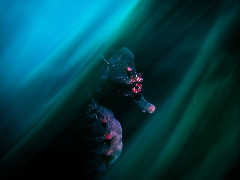 Here Are The Winners Of The Close-Up Photographer Of The Year Awards Here Are The Winners Of The Close-Up Photographer Of The Year Awards