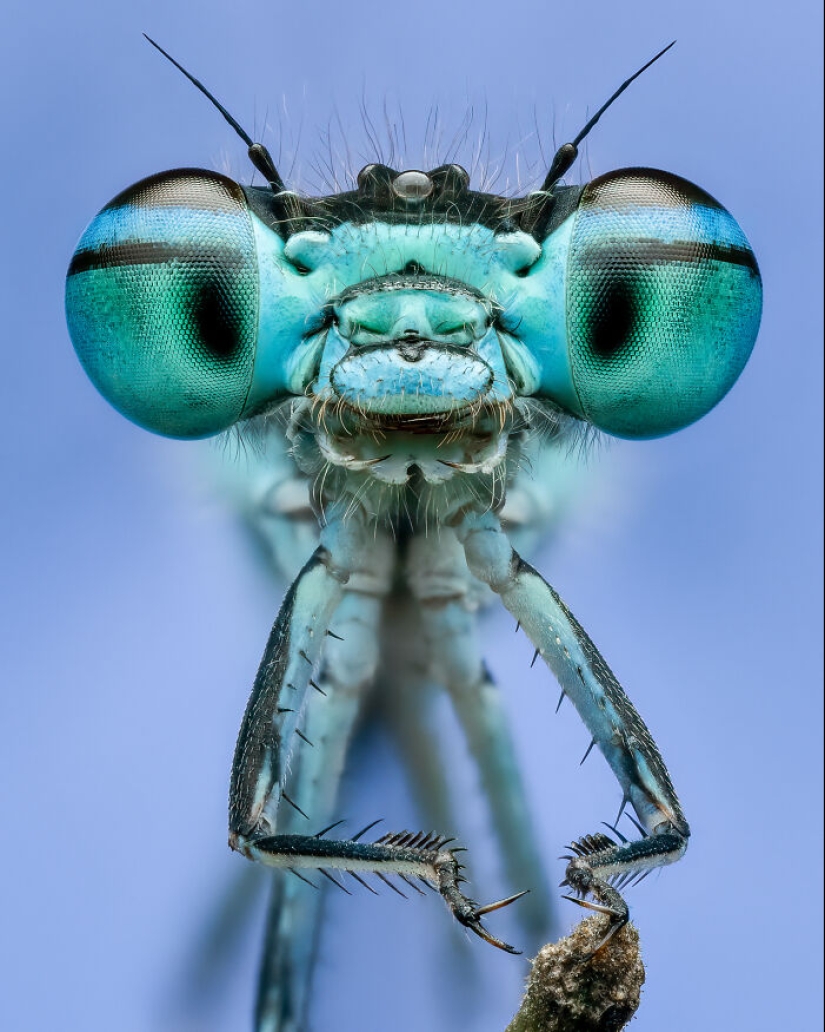 Here Are The Winners Of The Close-Up Photographer Of The Year Awards Here Are The Winners Of The Close-Up Photographer Of The Year Awards