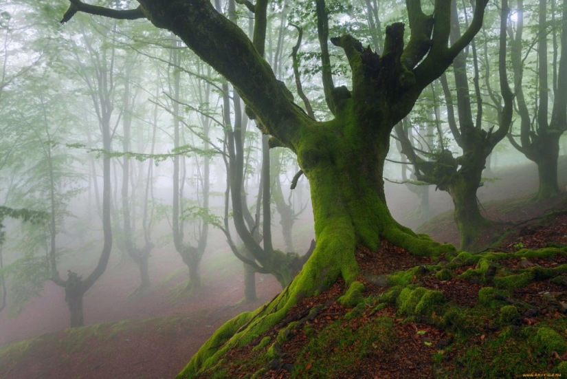 Hoia-Baciu Forest: Why This Place Has a Reputation as the “Romanian Bermuda Triangle” Hoia-Baciu Forest: Why This Place Has a Reputation as the “Romanian Bermuda Triangle”