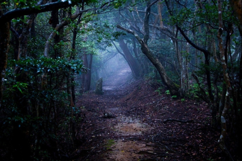 Hoia-Baciu Forest: Why This Place Has a Reputation as the “Romanian Bermuda Triangle” Hoia-Baciu Forest: Why This Place Has a Reputation as the “Romanian Bermuda Triangle”