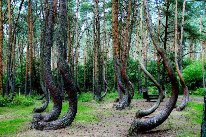 Hoia-Baciu Forest: Why This Place Has a Reputation as the “Romanian Bermuda Triangle” Hoia-Baciu Forest: Why This Place Has a Reputation as the “Romanian Bermuda Triangle”