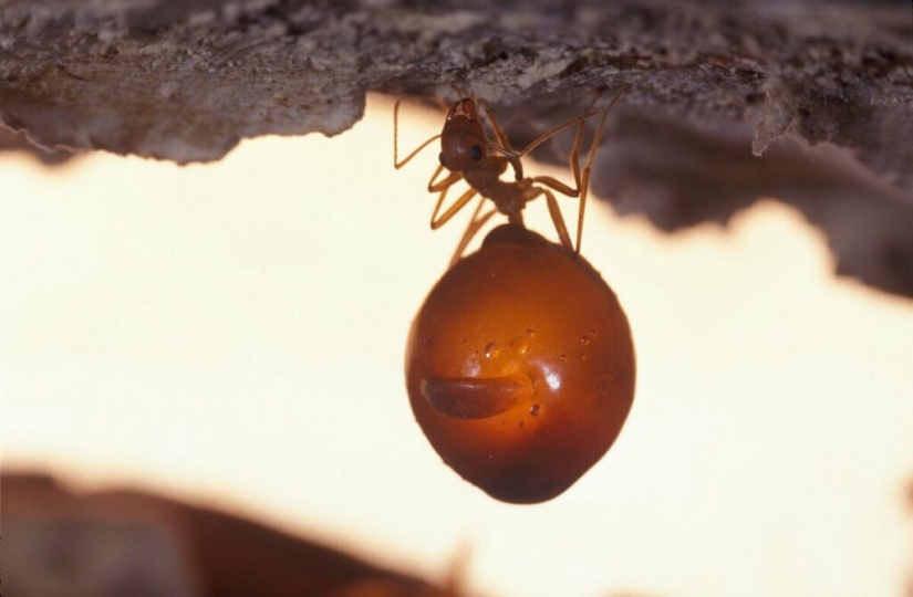 Honey Ants: How to Make the Sweet Life for Yourself When Conditions Are Not Sweet