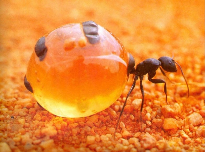 Honey Ants: How to Make the Sweet Life for Yourself When Conditions Are Not Sweet