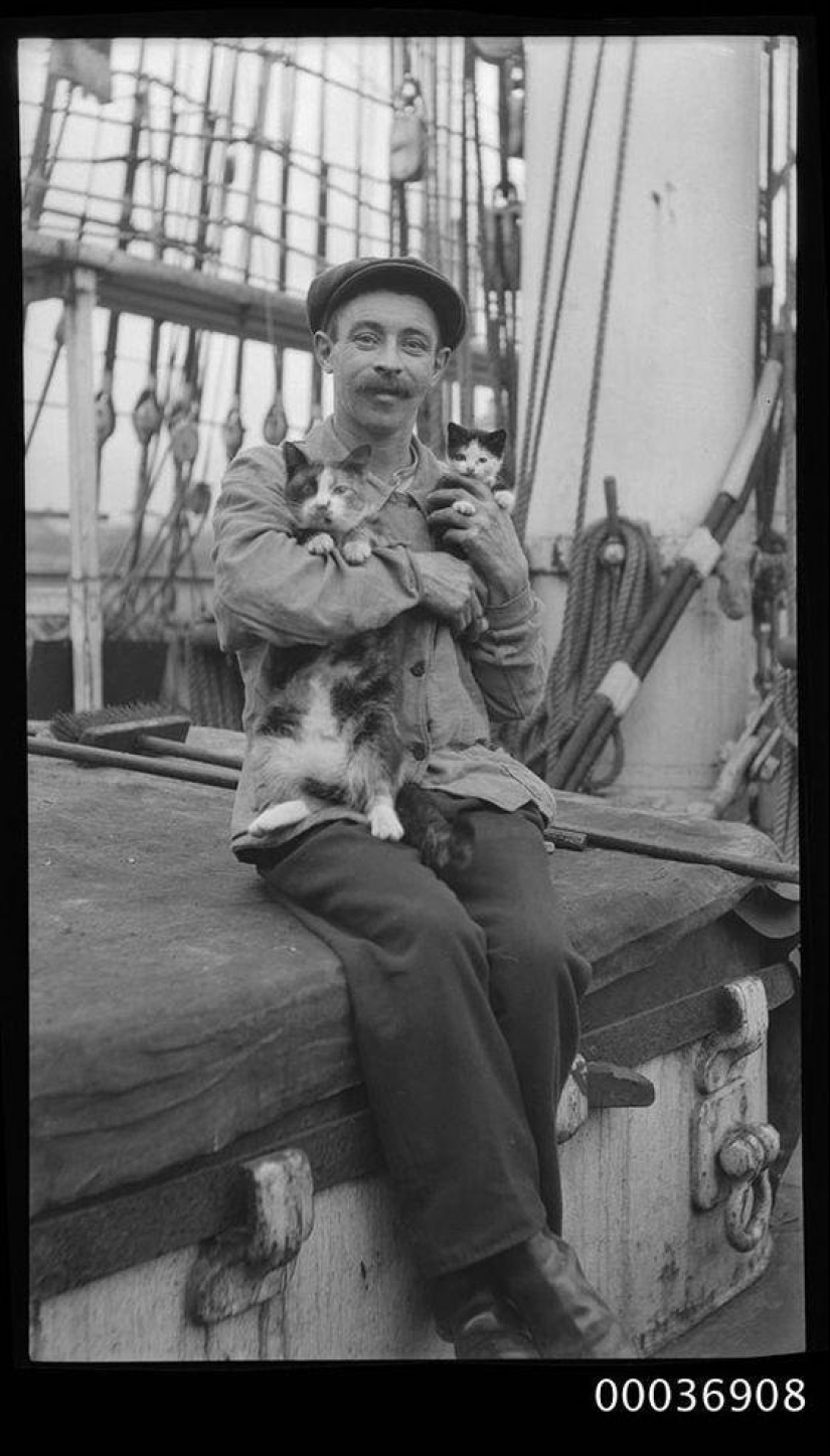 How cats went to sea How cats went to sea