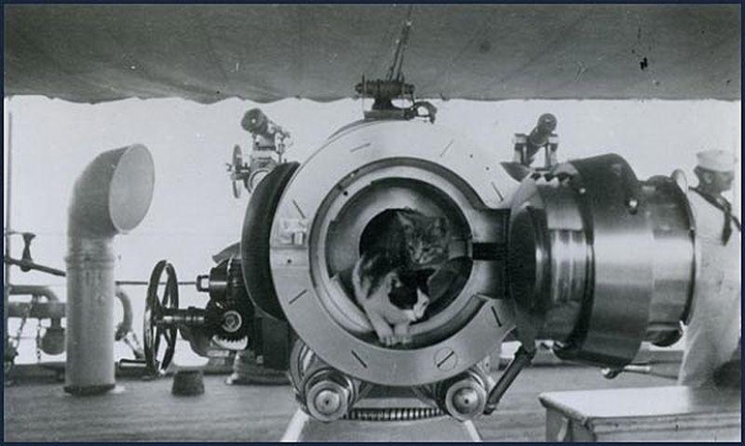 How cats went to sea How cats went to sea