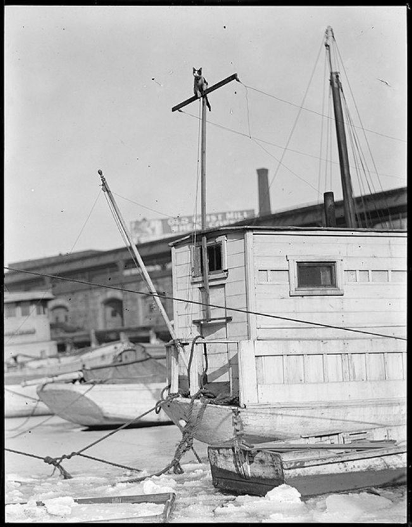 How cats went to sea How cats went to sea