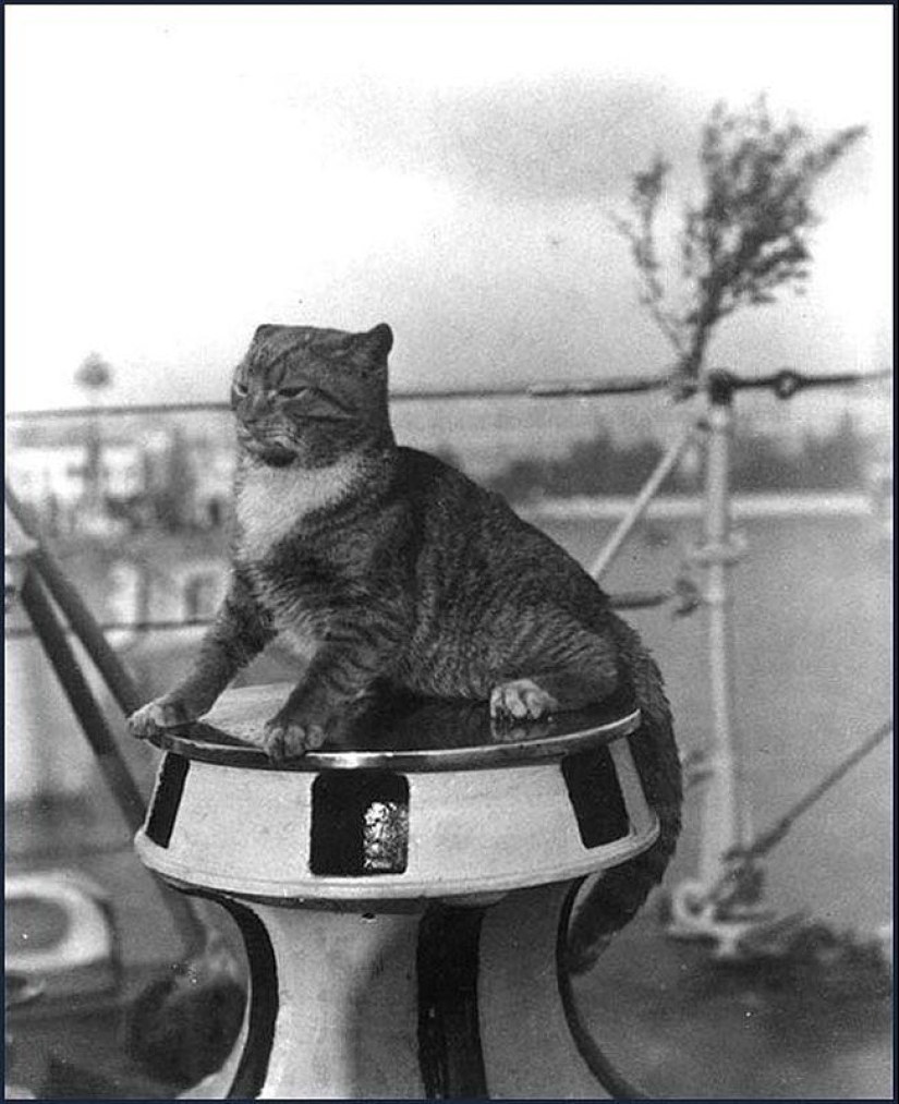 How cats went to sea How cats went to sea