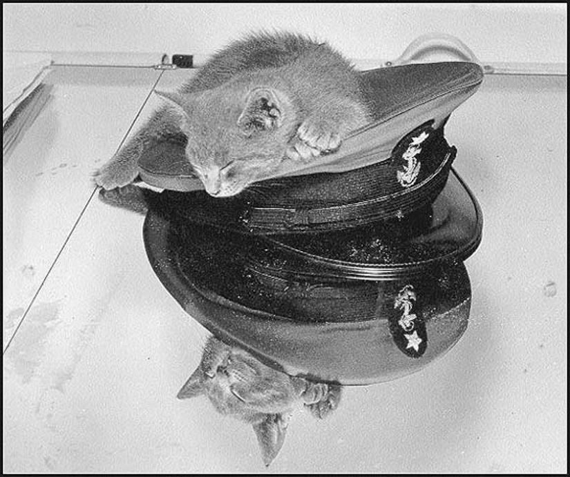How cats went to sea How cats went to sea