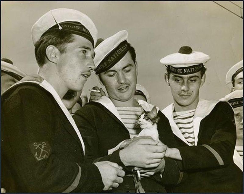 How cats went to sea How cats went to sea