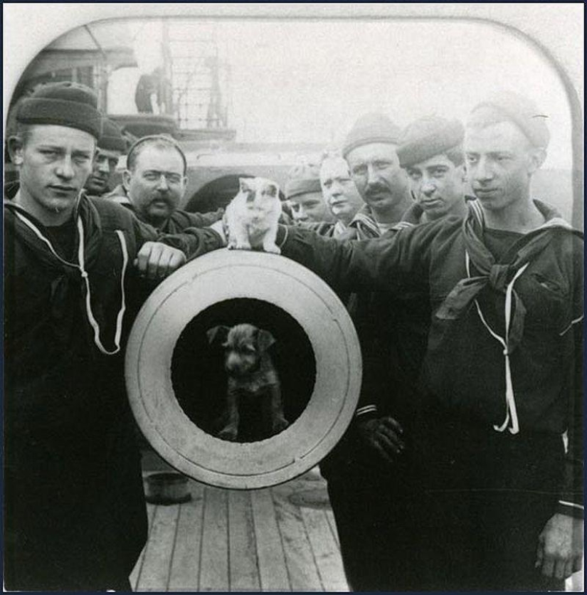 How cats went to sea How cats went to sea