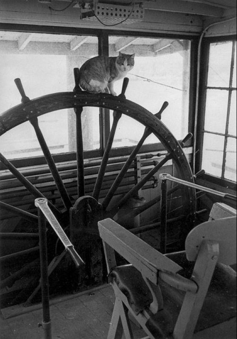 How cats went to sea How cats went to sea