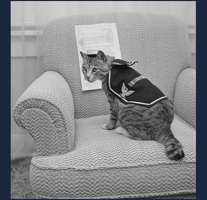 How cats went to sea How cats went to sea