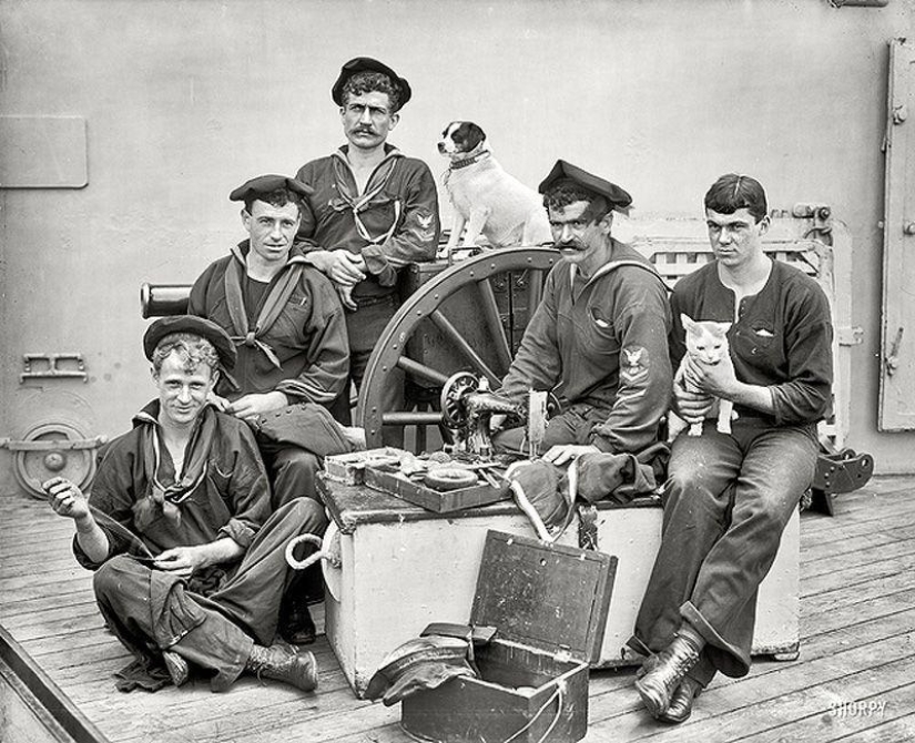 How cats went to sea How cats went to sea