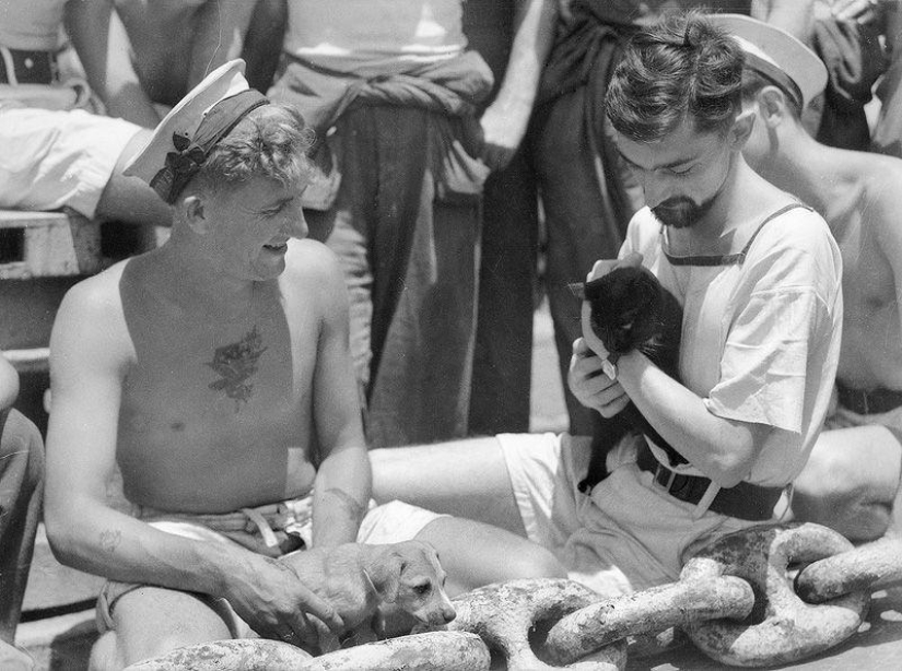 How cats went to sea How cats went to sea