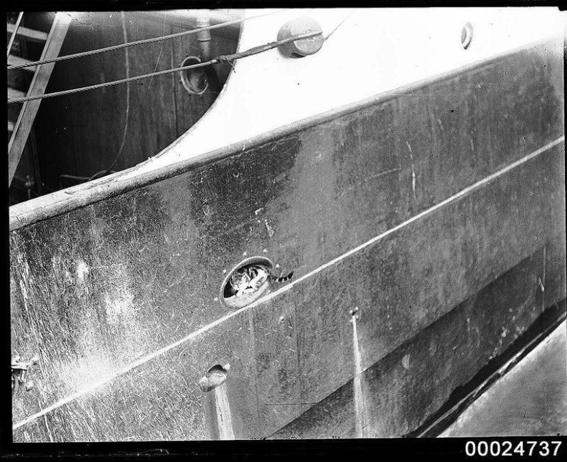 How cats went to sea How cats went to sea