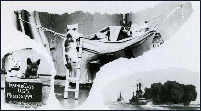 How cats went to sea How cats went to sea