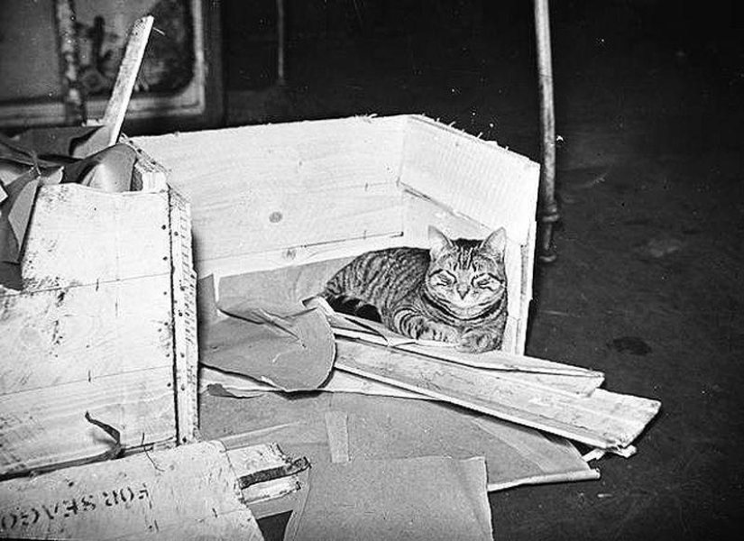 How cats went to sea How cats went to sea