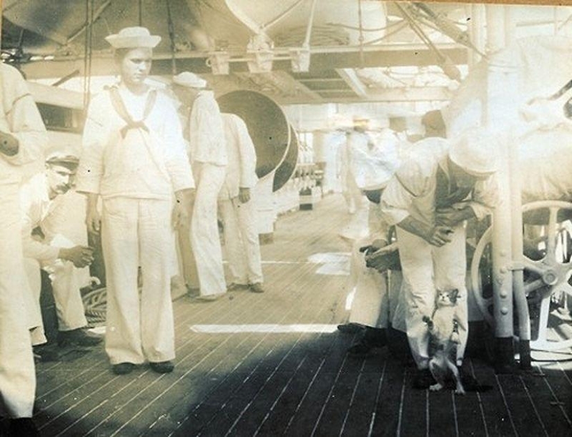How cats went to sea How cats went to sea